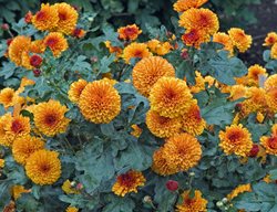 Brown Eyes Mum, Button Mum
Alamy Stock Photo
Brooklyn, NY