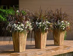 Brown Flower Containers, Patio Containers
Proven Winners
Sycamore, IL