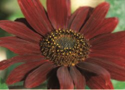 Brown Flowrer
Garden Design
Calimesa, CA