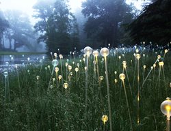 Bruce Munro, Atlanta Botanical Garden, Lighted Flower Stems
Garden Design
Calimesa, CA