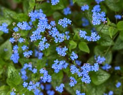 Brunnera Flowers, Blue Brunnera Flowers
Proven Winners
Sycamore, IL