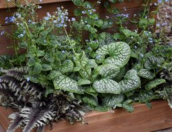 Brunnera In Shade Container
Proven Winners
Sycamore, IL