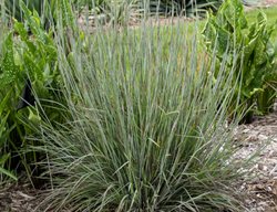 Brush Strokes Little Bluestem, Schizachyrium 
Proven Winners
Sycamore, IL