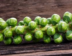 Brussels Sprouts, Fall Vegetable
Shutterstock.com
New York, NY