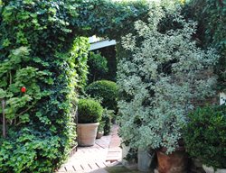 Buckthorn Plant In Garden
Garden Design
Calimesa, CA