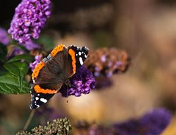 Buddleia Lo & Behold Blue Chip, Butterfly Bush, Purple Flower, Butterfly
Alamy Stock Photo
Brooklyn, NY