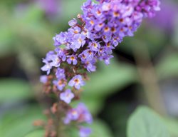 Buddleia Lo & Behold Blue Chip Jr, Butterfly Bush 
123RF
Chicago, IL