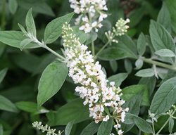 Buddleia Lo & Behold Ice Chip, White Flower, Butterfly Bush 
Proven Winners
Sycamore, IL