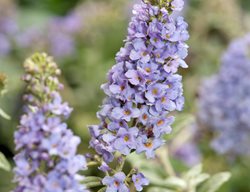 Buddleia Lo & Behold Lilac Chip, Butterfly Bush, Lavender Flowers
Alamy Stock Photo
Brooklyn, NY