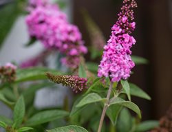 Buddleia Lo & Behold Pink Micro-Chip, Pink Flower Stalk 
123RF
Chicago, IL