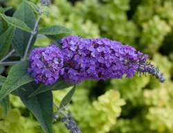 Buddleia Lo & Behold Purple Haze, Purple Flower, Butterfly Bush 
Proven Winners
Sycamore, IL