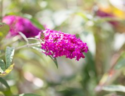 Buddleia Miss Molly, Red-Pink Flower, Butterfly Bush 
Alamy Stock Photo
Brooklyn, NY