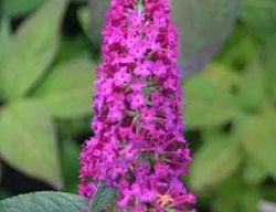 Buddleia Miss Ruby, Fuchsia Flower, Butterfly Bush 
Proven Winners
Sycamore, IL