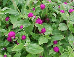 Buddy Purple Gomphrena, Gomphrena Globosa 'buddy Purple'
Missouri Botanical Garden
St. Louis, MO