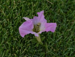 Budworm On Petunia Flower
Shutterstock.com
New York, NY