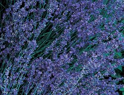 Buena Vista Lavender, Twice Blooming Lavender
High Country Gardens
Shelburne, VT