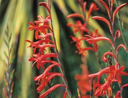 Bugle Lily, Watsonia Pillansii
Western Hills Garden
Occidental, CA