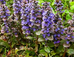 Bugleweed, Ajuga Reptans
Garden Design
Calimesa, CA