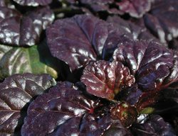Bugleweed 'black Scallop', Ajuga
Proven Winners
Sycamore, IL