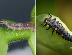 Bugs
Garden Design
Calimesa, CA