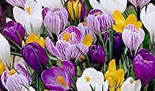 Bulbs
Garden Design
Calimesa, CA