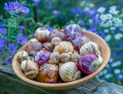 Bulbs In Bow With Asters
Garden Design
Calimesa, CA