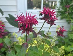 Bumble Bee On Bee Balm, Garden Pollinator
Garden Design
Calimesa, CA