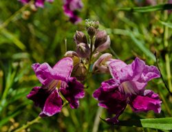 Burgundy Desert Willow
Garden Design
Calimesa, CA