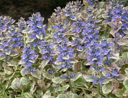 Burgundy Glow Bugleweed, Ajuga Reptans, Carpet Bugleweed
Walters Gardens
