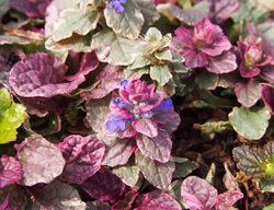 Burgundy Glow Bugleweed, Ajuga Reptans
Shutterstock.com
New York, NY
