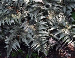 Burgundy Lace Japanese Painted Fern, Athyrium Nipponicum
Shutterstock.com
New York, NY