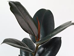 Burgundy Rubber Plant, Ficus Elastica
Shutterstock.com
New York, NY