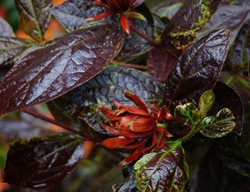 Burgundy Spice Sweetshrub, Calycanthus Floridus Var. Purpureus
Millette Photomedia

