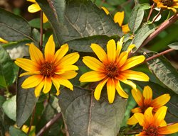 Burning Hearts False Sunflower, Heliopsis
Garden Design
Calimesa, CA