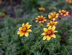 Burning Hearts False Sunflower, Heliopsis
Shutterstock.com
New York, NY