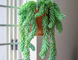 Burro's Tail Plant, Sedum Morganum, Indoor Hanging Plant
Shutterstock.com
New York, NY