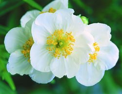 Bush Anemone, Evergreen Shrub, White Flowers
Garden Design
Calimesa, CA
