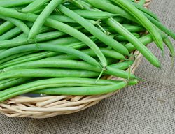 Bush Beans, Green Beans
Shutterstock.com
New York, NY