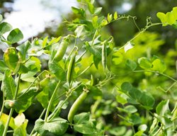 Bush Beans
Shutterstock.com
New York, NY