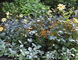 Butchart Borders
Garden Design
Calimesa, CA