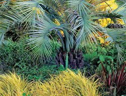 Butia Capitata
Garden Design
Calimesa, CA