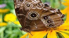 Butterflies And Blooms, Chicago Botanic Garden
Garden Design
Calimesa, CA