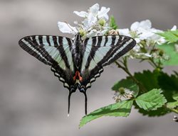 Butterflies 
Garden Design
Calimesa, CA