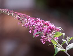 Butterfly Bush, Buddleia Davidii
Creative Commons
