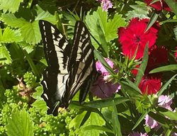 Butterfly In Garden
Garden Design
Calimesa, CA