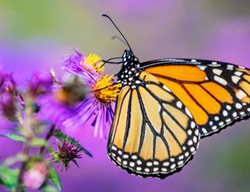 Butterfly On Aster Flower
Shutterstock.com
New York, NY
