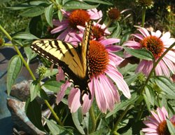 Butterfly On Coneflower
Garden Design
Calimesa, CA