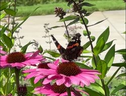Butterfly On Coneflower
Garden Design
Calimesa, CA
