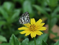 Butterfly On Coreopsis, Pollinator On Yellow Flower
Shutterstock.com
New York, NY