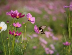 Butterfly On Cosmos Flower, 
Shutterstock.com
New York, NY